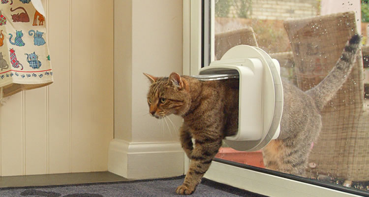 Cat Flap Door Installation